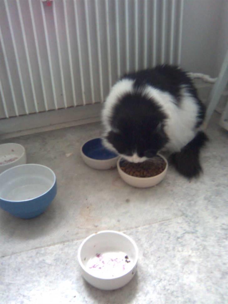 Blanding af racer Miss Jones - Suk, kun én skål mad tiilbage billede 3