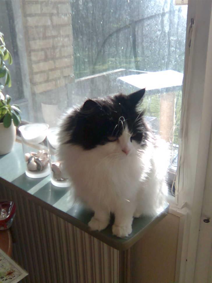 Blanding af racer Miss Jones - Mmm... lækker sol billede 4