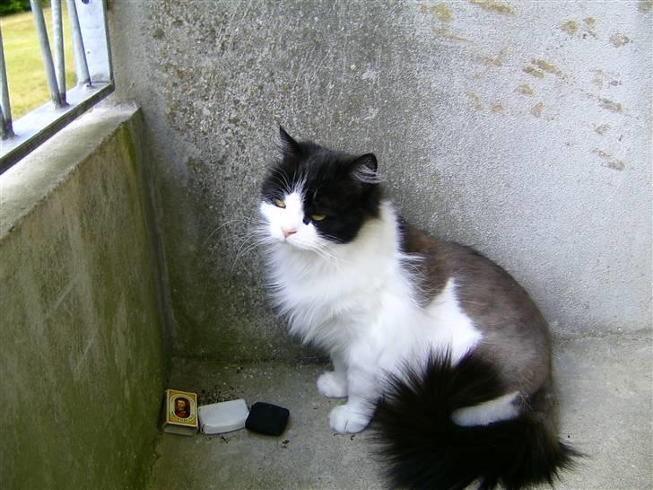 Blanding af racer Miss Jones - når man nu absolut skal klippes skal solen jo nydes på altanen billede 5