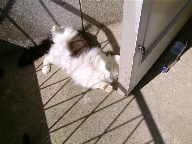 Blanding af racer Miss Jones - så skal der rulles billede 6