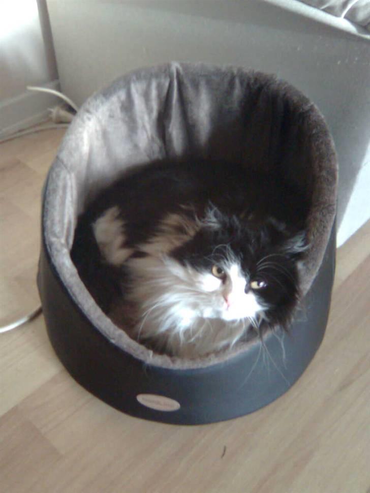 Blanding af racer Miss Jones billede 7