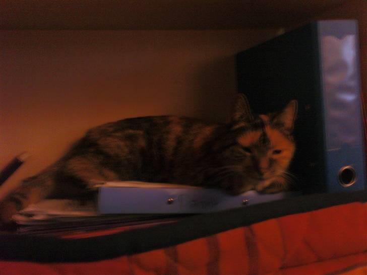 Huskat MisMiv billede 9