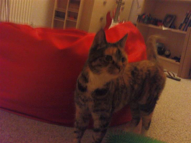 Huskat MisMiv billede 10