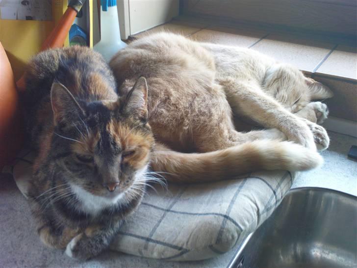 Huskat Mille billede 7