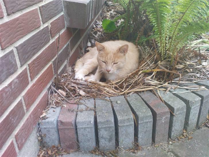 Huskat Mille billede 8