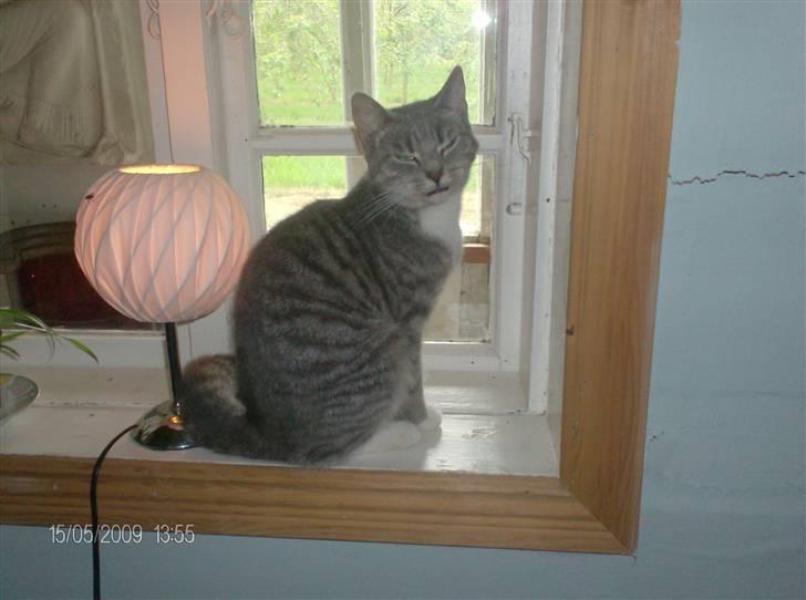 Huskat grisling billede 8