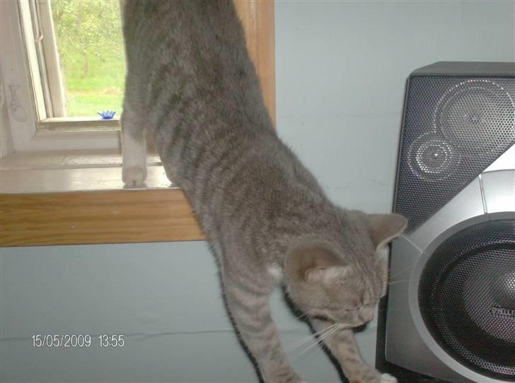 Huskat grisling billede 9