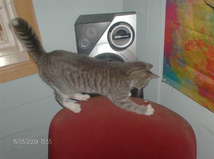 Huskat grisling billede 10