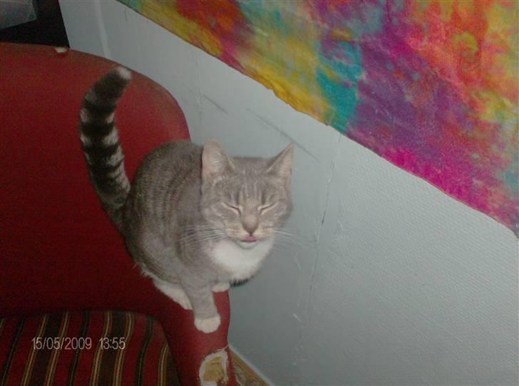 Huskat grisling billede 11