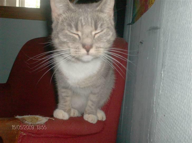 Huskat grisling billede 12