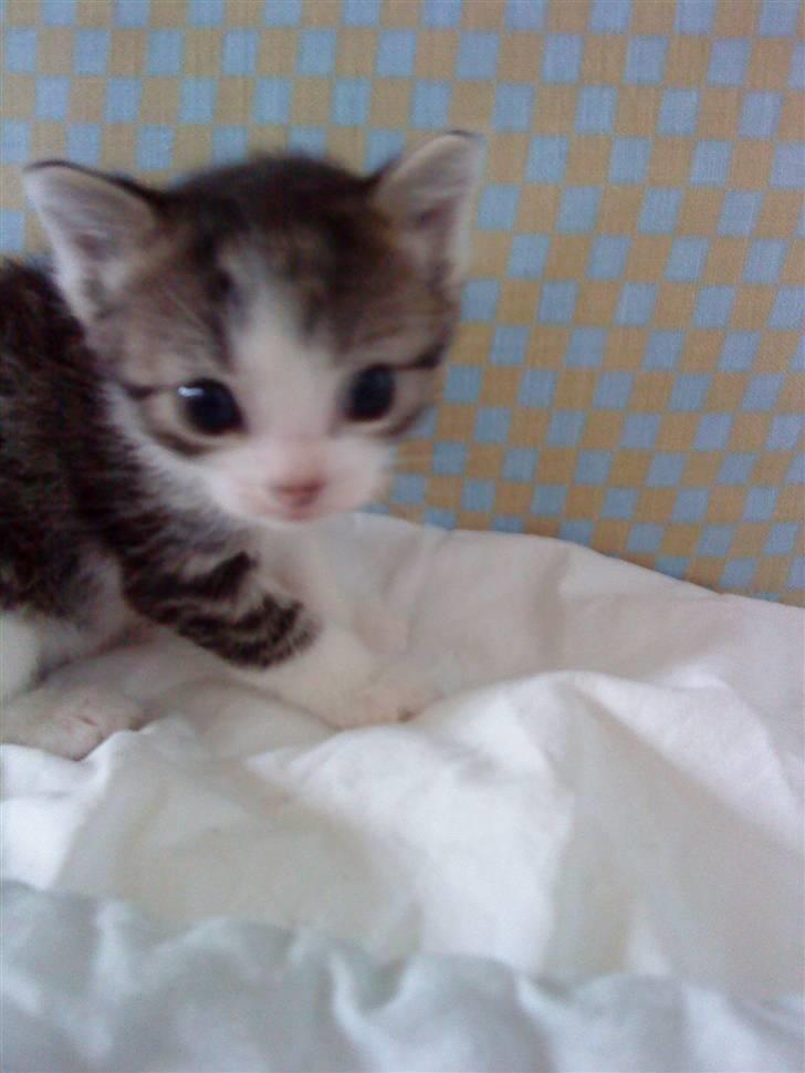 Huskat Lillemis savner dig ;,,( - hejsa billede 6