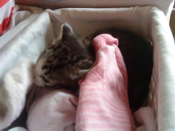 Huskat Lillemis savner dig ;,,( - lillemis i sokken billede 7