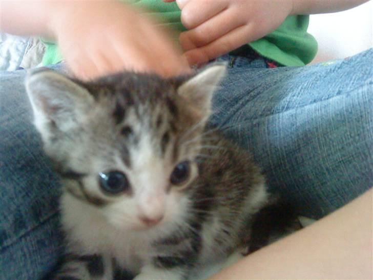 Huskat Lillemis savner dig ;,,( - maga sød billede 8