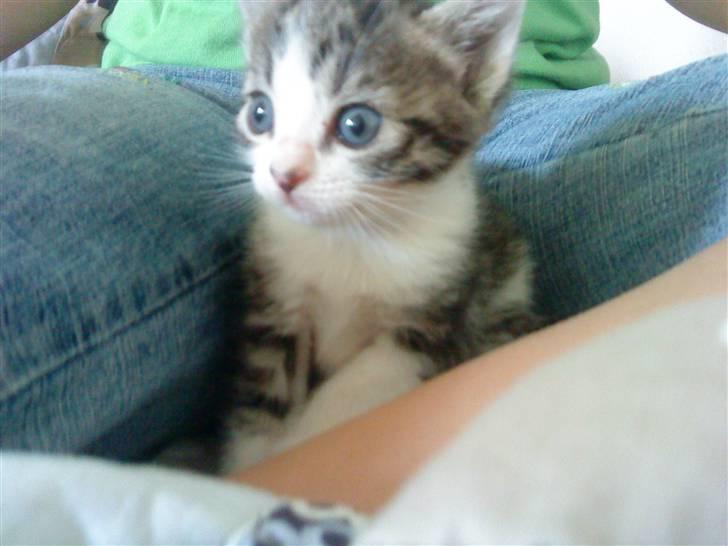 Huskat Lillemis savner dig ;,,( - hun sidder på min lillesøsters skød billede 9