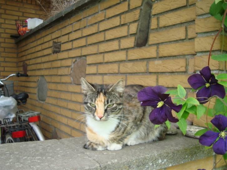 Blanding af racer Trine billede 15