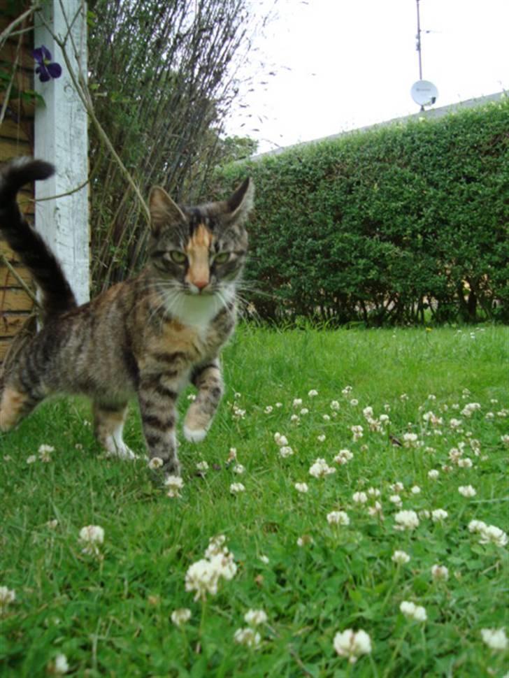 Blanding af racer Trine billede 16