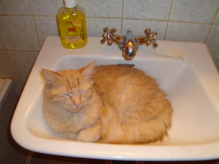 Blanding af racer oskar billede 13