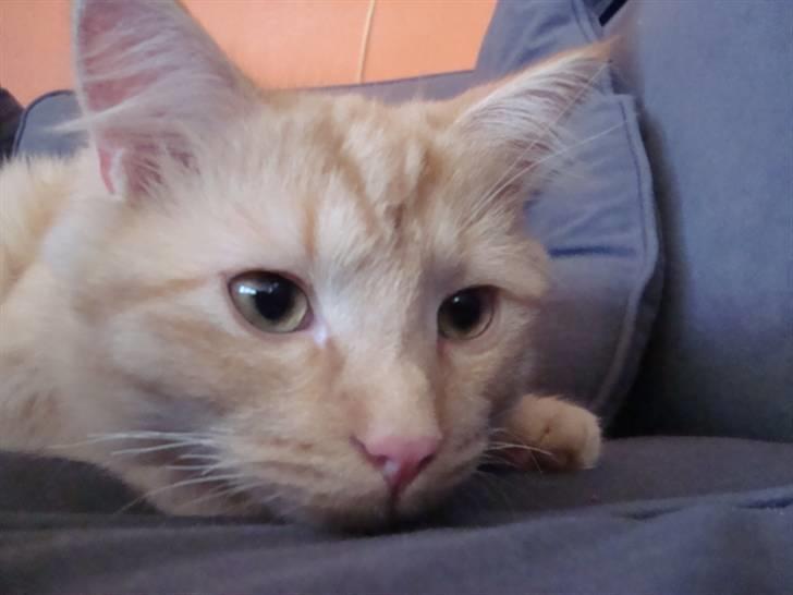 Blanding af racer oskar billede 14