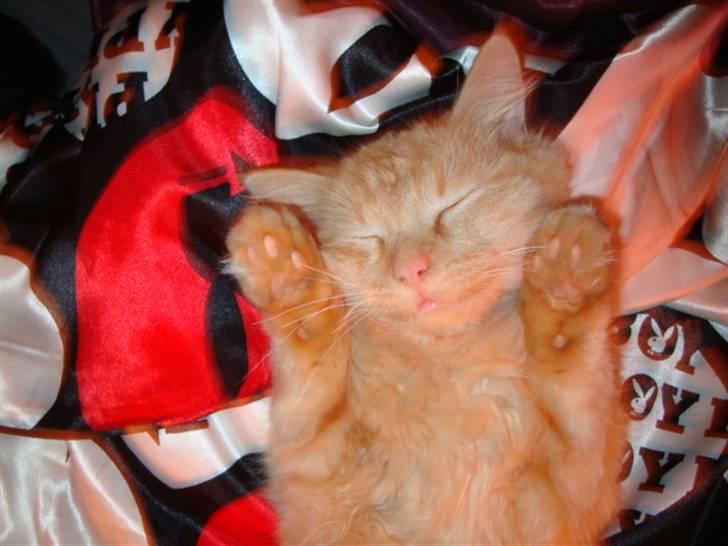 Blanding af racer oskar billede 15