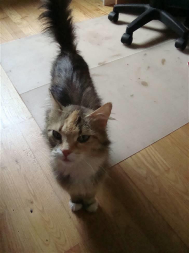 Blanding af racer fire i himlen ;( billede 17