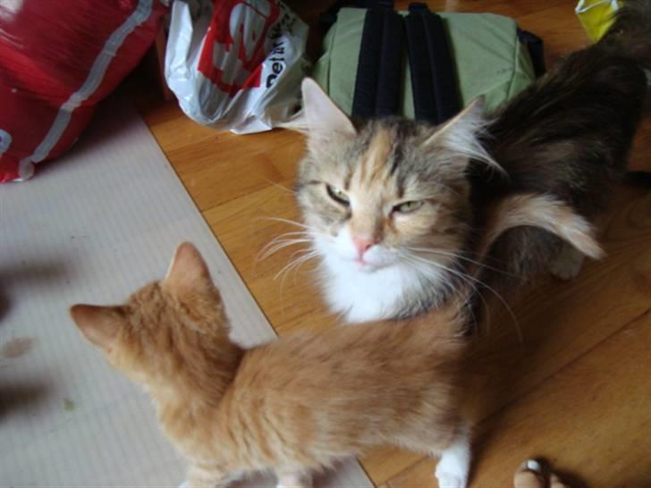 Blanding af racer fire i himlen ;( billede 18