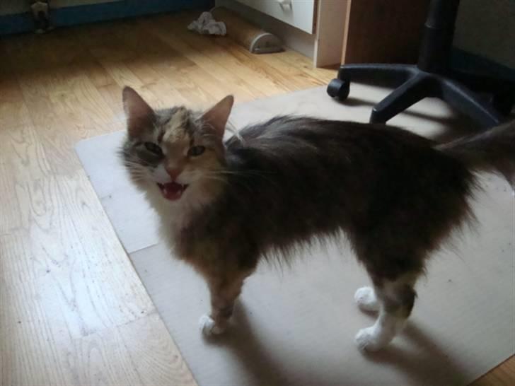 Blanding af racer fire i himlen ;( billede 19