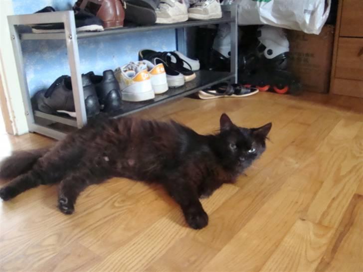 Blanding af racer turbo billede 12