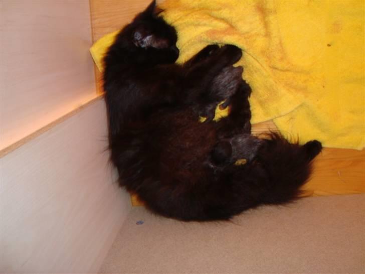 Blanding af racer turbo billede 13