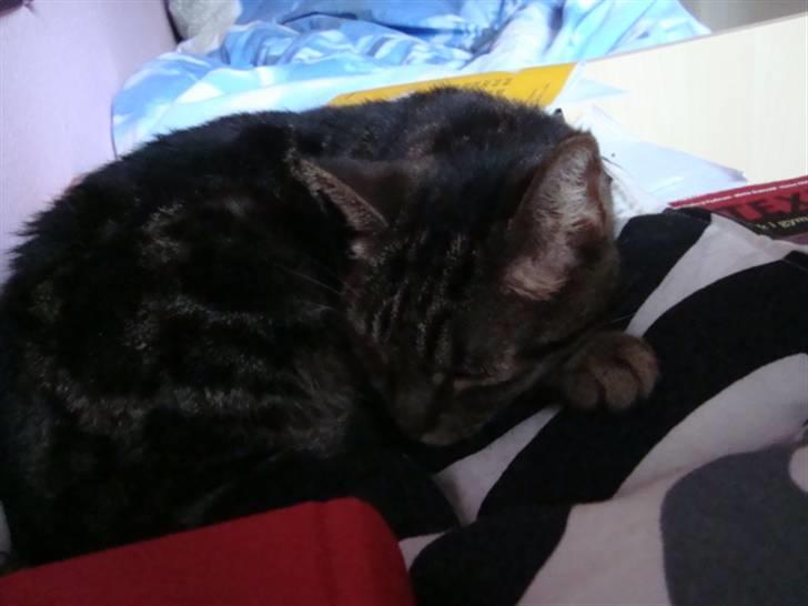 Blanding af racer lile søster/søser billede 8