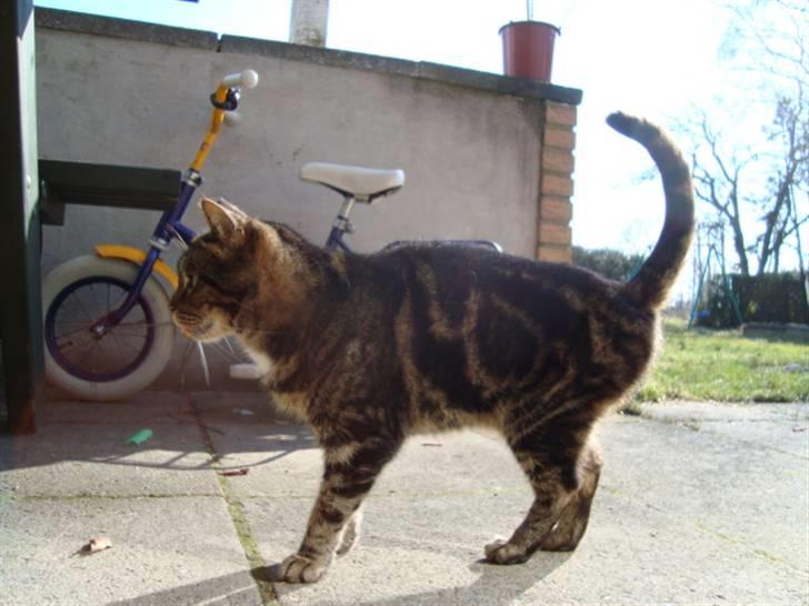 Blanding af racer lile søster/søser billede 9