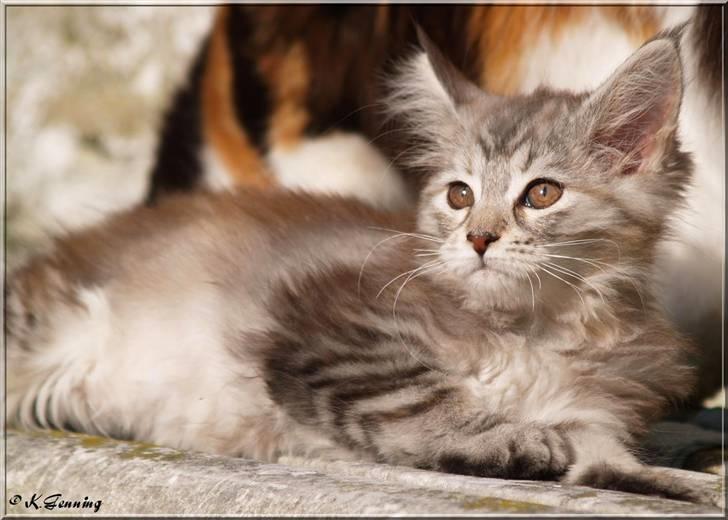Maine Coon DK Proud Danish Jade billede 9