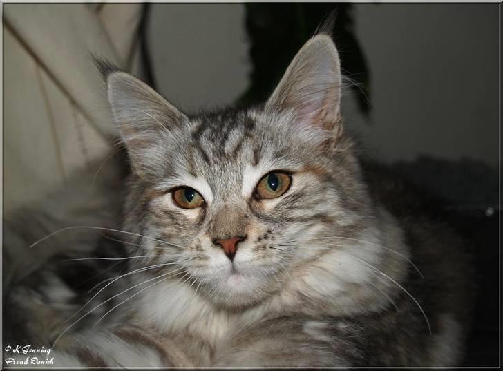 Maine Coon DK Proud Danish Jade billede 10