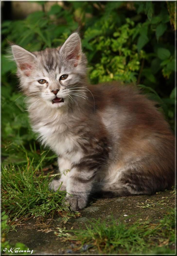 Maine Coon DK Proud Danish Jade billede 11