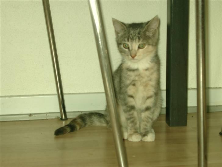 Huskat Gucci billede 1