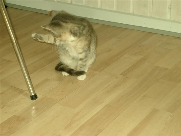 Huskat Gucci billede 2