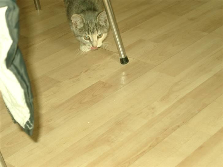 Huskat Gucci billede 3