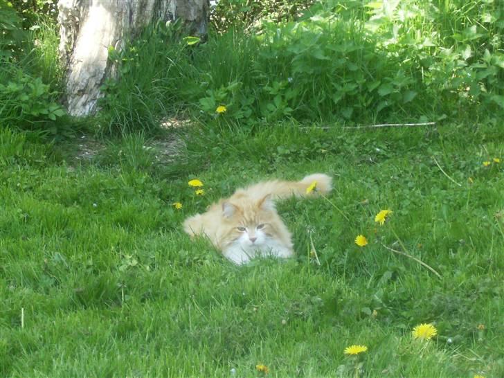 Maine Coon malle - ligger i græs en dejlig sommer dag billede 2