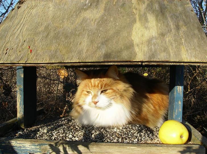 Maine Coon malle - kom nu pip fugl jeg gør ikke noget billede 3