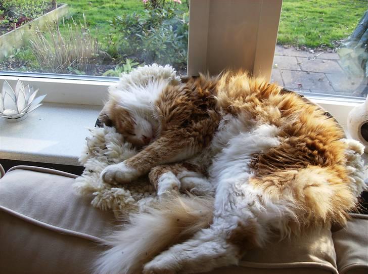 Maine Coon malle - lidt får lille kurv billede 4