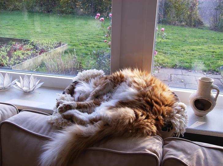 Maine Coon malle - jeg kan altså ikke værer her billede 5