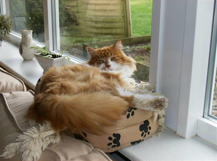 Maine Coon malle - hej med jer billede 6