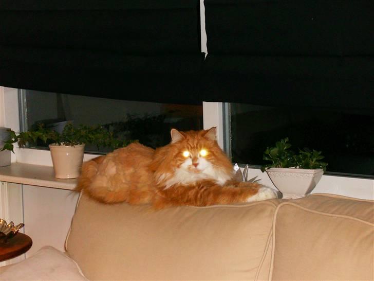 Maine Coon malle - løven med de seje øjne billede 8