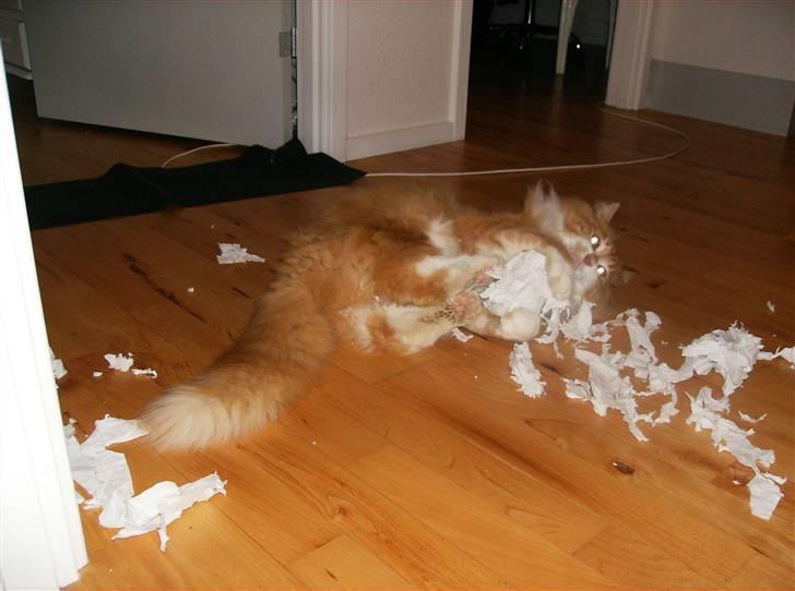 Maine Coon malle - går amolk på en toiletrulle billede 9