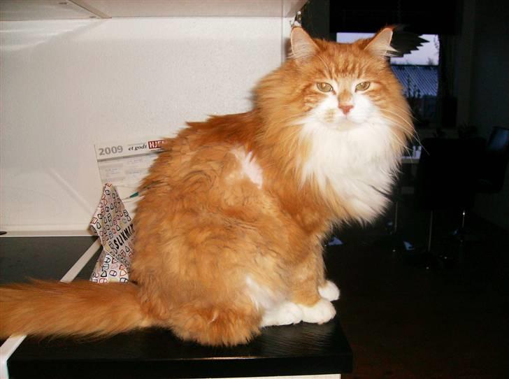 Maine Coon malle - Her kommer jeg!! billede 10