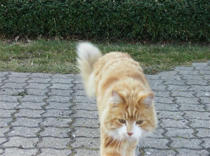 Maine Coon malle - jeg kommer nu billede 11