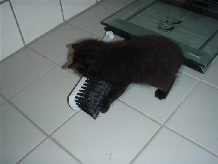 Huskat Laban billede 1