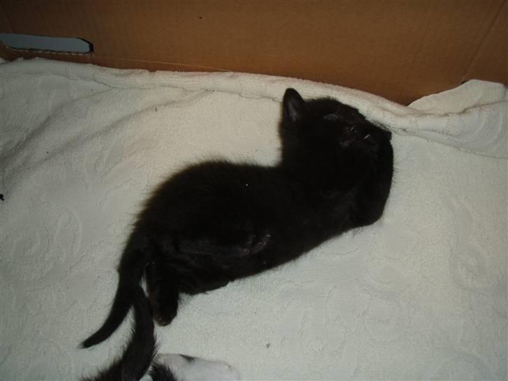 Huskat Laban billede 2