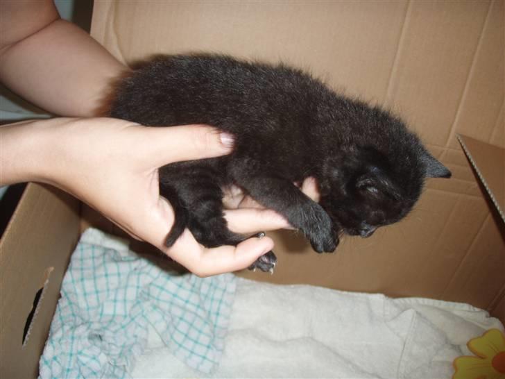 Huskat Laban billede 3