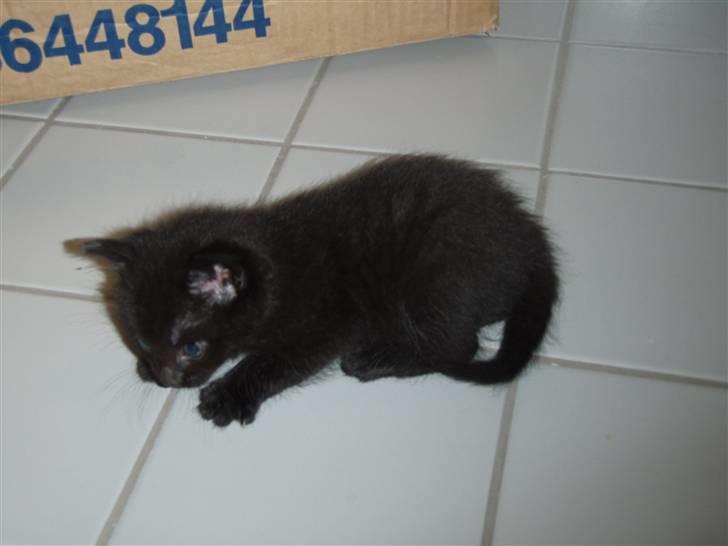 Huskat Laban billede 4