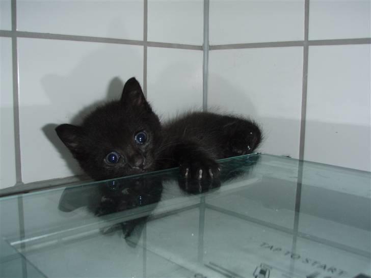 Huskat Laban billede 5